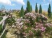 Krwawnik pospolity ‘Pretty Belinda’ (Achillea millefolium) 