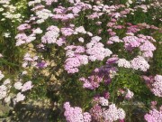 Krwawnik pospolity ‘Pretty Belinda’ (Achillea millefolium) 