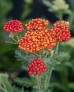 Krwawnik pospolity ‘Safran’ (Achillea millefolium)