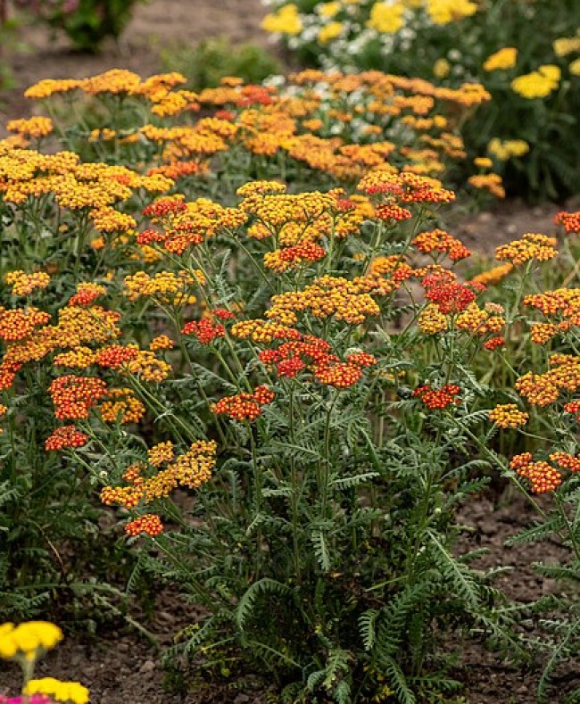 Krwawnik pospolity ‘Safran’ (Achillea millefolium)