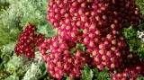 Krwawnik pospolity ‘Red Velvet’ (Achillea millefolium)
