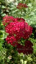 Krwawnik pospolity ‘Red Velvet’ (Achillea millefolium)