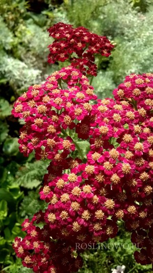 Krwawnik pospolity ‘Summerwine’ (Achillea millefolium)