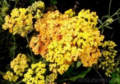 Krwawnik pospolity ‘Terracotta’ (Achillea millefolium) ZESTAW 10 SZTUK