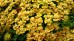 Krwawnik pospolity ‘Terracotta’ (Achillea millefolium) ZESTAW 10 SZTUK