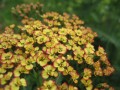 Krwawnik pospolity ‘Tricolor’ (Achillea millefolium) 