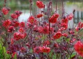 Kuklik Flames of Passion (Geum hybrida)
