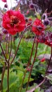 Kuklik Flames of Passion (Geum hybrida)