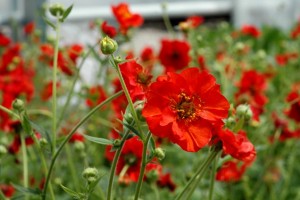 Kuklik chilijski (Geum chiloense)