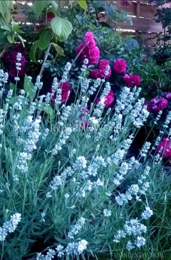 Lawenda wąskolistna 'Arctic Snow' (Lavandula angustifolia)