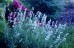 Lawenda wąskolistna 'Arctic Snow' (Lavandula angustifolia)