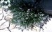 Lawenda wąskolistna 'Arctic Snow' (Lavandula angustifolia)