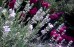Lawenda pośrednia ‘Edelweiss’ (Lavandula x intermedia) 