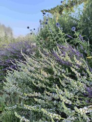 Lawenda pośrednia ‘Edelweiss’ (Lavandula x intermedia) BIAŁA - zestaw 10 sztuk