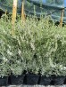Lawenda pośrednia ‘Edelweiss’ (Lavandula x intermedia) BIAŁA - zestaw 10 sztuk