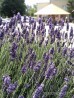 Lawenda wąskolistna 'Dwarf Blue' (Lavandula angustifolia) miniaturka