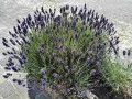 Lawenda wąskolistna 'Dwarf Blue' (Lavandula angustifolia) miniaturka