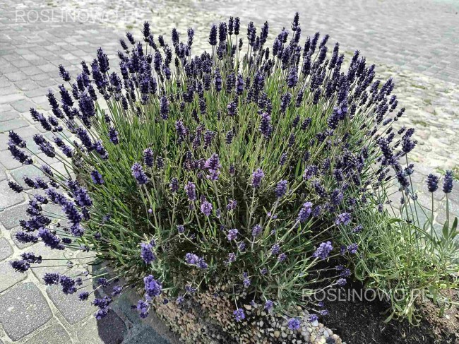 Lawenda wąskolistna 'Dwarf Blue' (Lavandula angustifolia) miniaturka