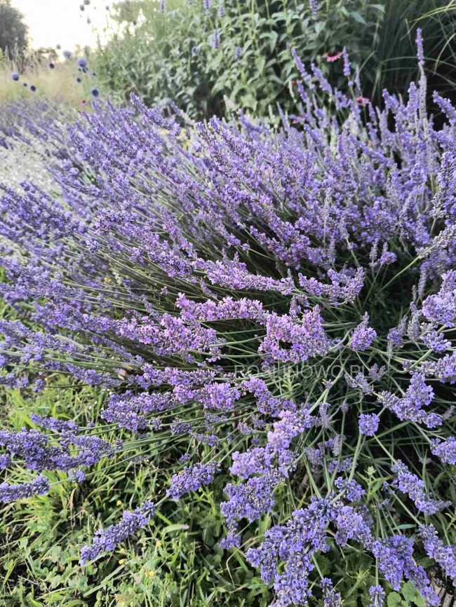 Lawenda  'Grosso' (Lavandula angustifolia) 
