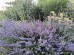 Lawenda  'Grosso' (Lavandula angustifolia) 