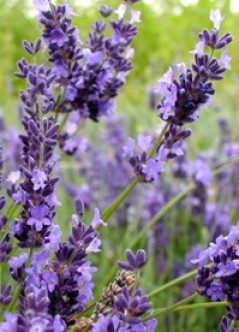 Lawenda wąskolistna 'Munstead' (Lavandula angustifolia)