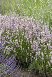 Lawenda wąskolistna 'Rosea' (Lavandula angustifolia)