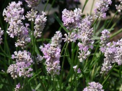 Lawenda wąskolistna 'Rosea' (Lavandula angustifolia)