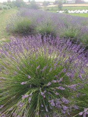 Lawenda  'Grosso' (Lavandula angustifolia) 