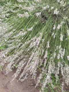 Lawenda pośrednia ‘Edelweiss’ (Lavandula x intermedia) - zestaw 10 sztuk