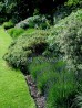 Lawenda wąskolistna 'Hidcote Blue' (Lavandula angustifolia)  ZESTAW 10 SZTUK