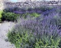 Lawenda wąskolistna 'Hidcote Blue' (Lavandula angustifolia) - ZESTAW 10 SZTUK
