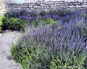 Lawenda wąskolistna 'Hidcote Blue' (Lavandula angustifolia) - ZESTAW 10 SZTUK