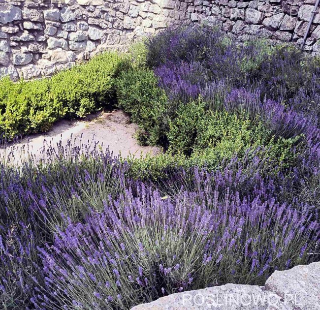 Lawenda wąskolistna 'Hidcote Blue' (Lavandula angustifolia) doniczka 2 litry P13
