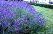 Lawenda wąskolistna 'Dwarf Blue' (Lavandula angustifolia) 