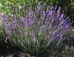 Lawenda wąskolistna 'Dwarf Blue' (Lavandula angustifolia) 