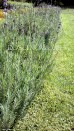 Lawenda ogrodowa (Lavandula vera)  ZESTAW 10 SZTUK