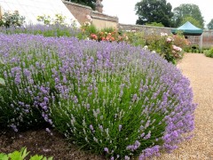 Lawenda pośrednia ‘Phenomenal’ Pure Platinum (Lavandula x intermedia) - zestaw 10 sztuk