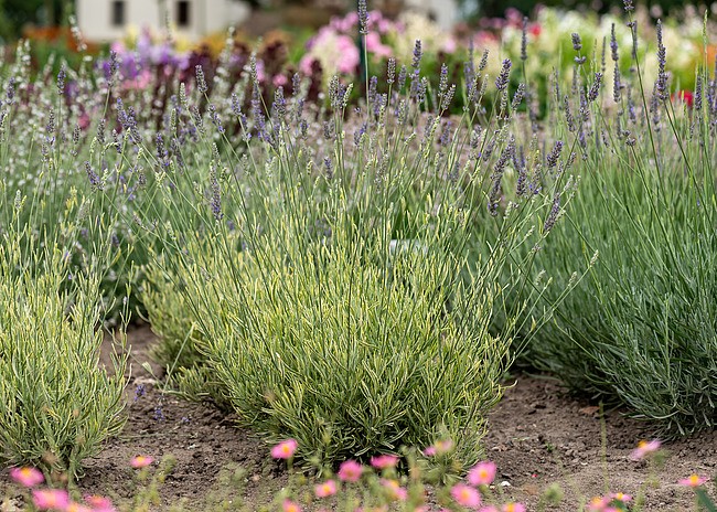 Lawenda wąskolistna ‘Platinum Blonde’ (Lavandula angustifolia)