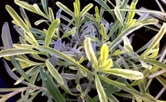 Lawenda wąskolistna ‘Platinum Blonde’ (Lavandula angustifolia)