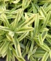 Lawenda wąskolistna ‘Platinum Blonde’ (Lavandula angustifolia)