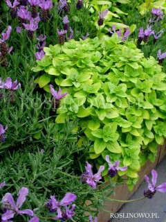 Oregano, Lebiodka pospolita 'Aureum' (Origanum vulgare)