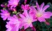Lewizja liścieniowa mix kolorów (Lewisia cotyledon Elise)