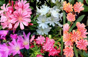 Lewizja liścieniowa mix kolorów (Lewisia cotyledon Elise)