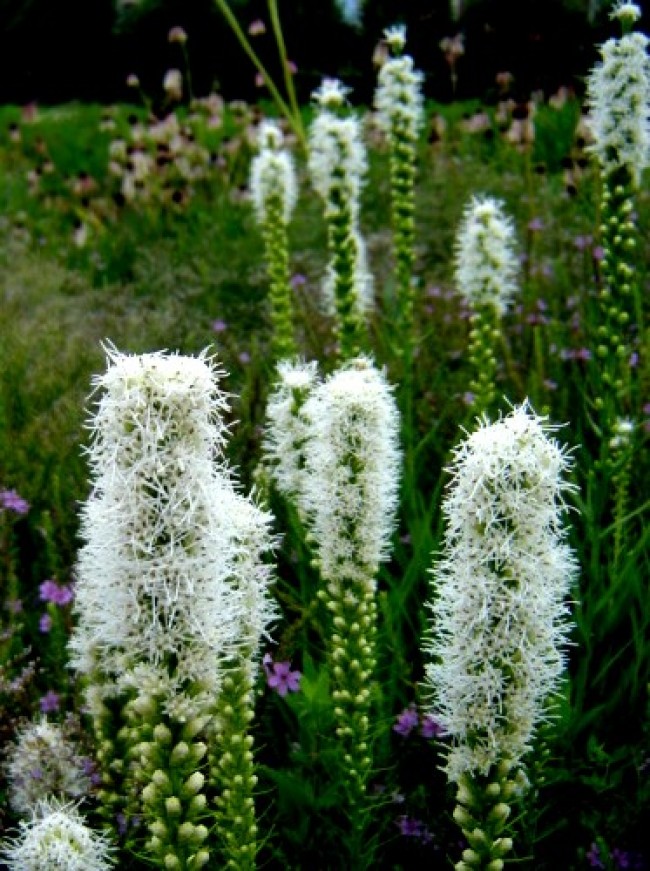 Liatra kłosowa 'Floristan White' (Liatris spicata) 