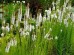 Liatra kłosowa 'Floristan White' (Liatris spicata) 