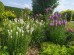 Liatra kłosowa 'Florista White' (Liatris spicata) - zestaw 20 sztuk