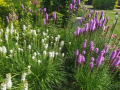 Liatra kłosowa MIX KOLORÓW (Liatris spicata) - zestaw 10 sztuk