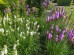 Liatra kłosowa 'Floristan White' (Liatris spicata) - zestaw 10 sztuk