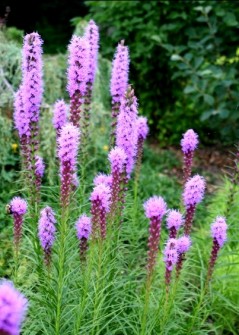 Liatra kłosowa 'Floristan Violet' (Liatris spicata) - zestaw 10 sztuk