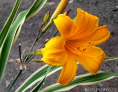 Liliowiec 'Golden Zebra' (Hemerocallis 'Golden Zebra')